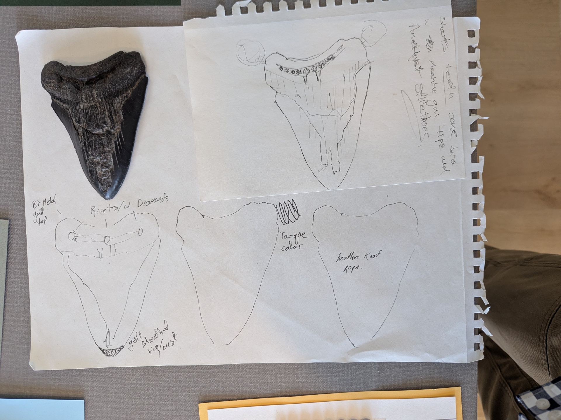 Megalodon shark tooth with pencil sketches exploring gold-capped pendant settings